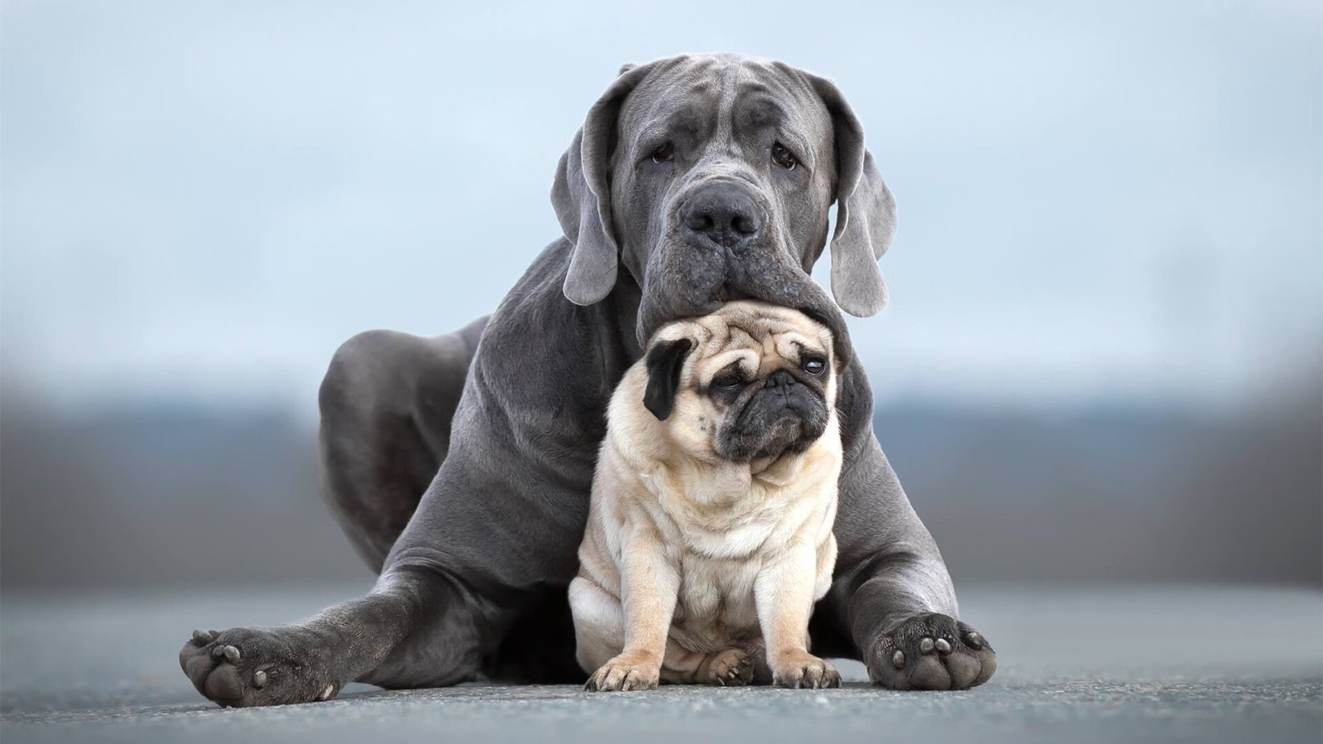 不完美传奇,当上海队的蓝色洪流淹没小贾伦的49分孤星