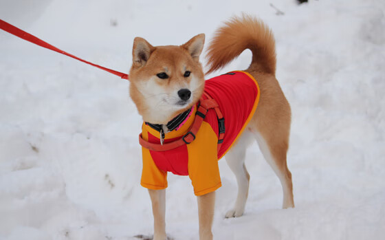 霍勒迪的蜕变之夜,从配角到英雄
