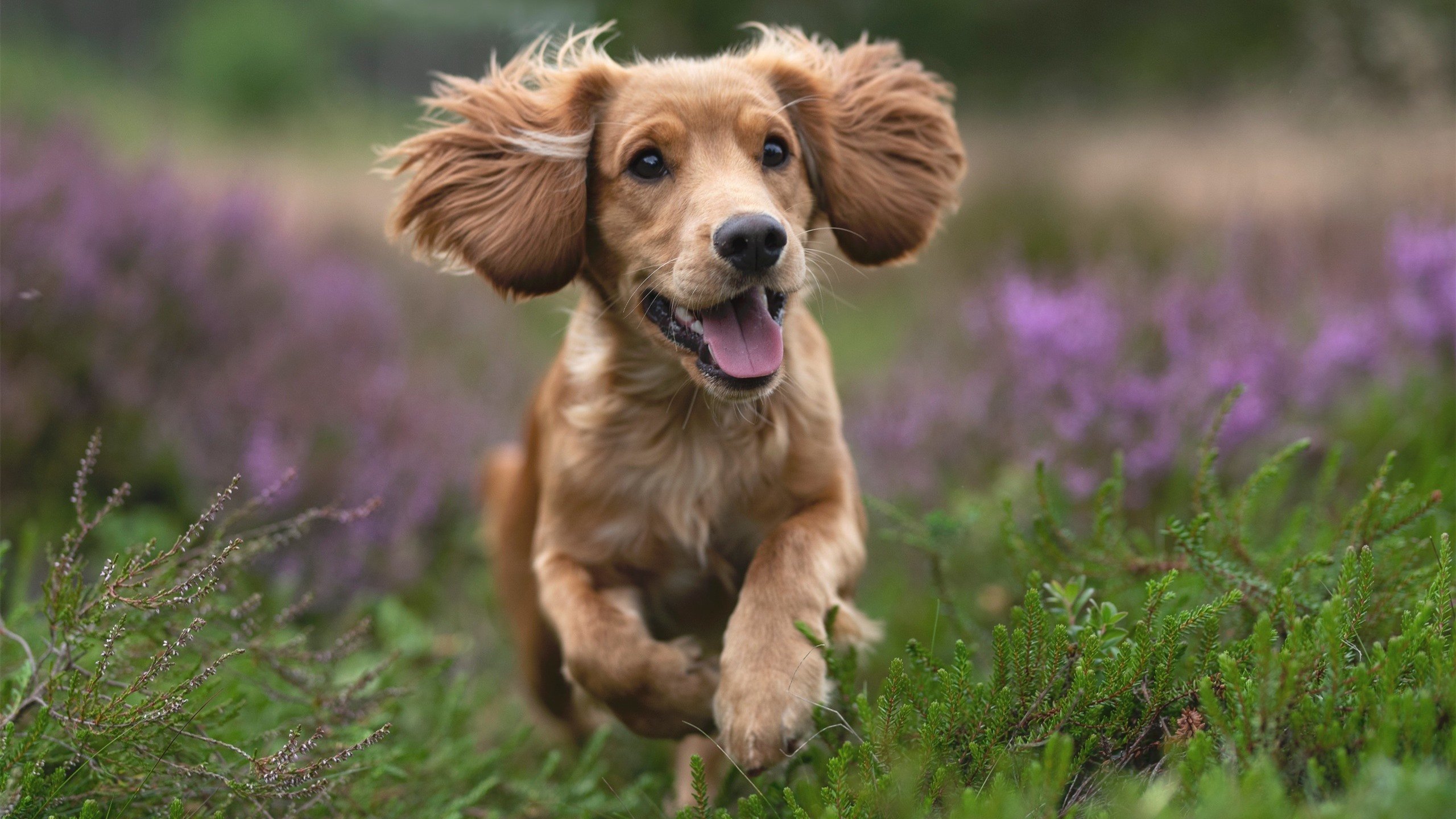 英格兰vs伊朗,加克波彻底打爆防线,三狮军团狂胜奏凯歌