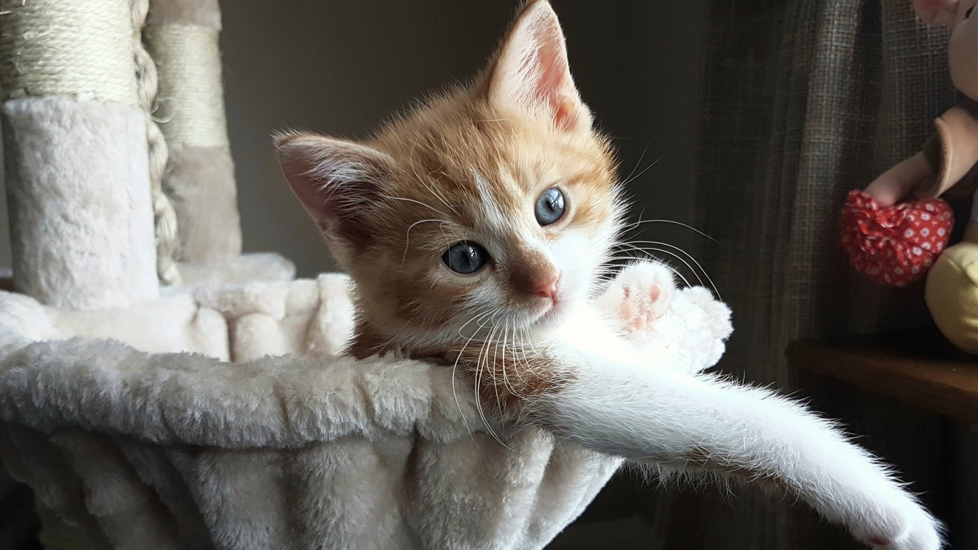 意甲焦点战,几内亚节奏大师的胜利,那不勒斯失落的舞步