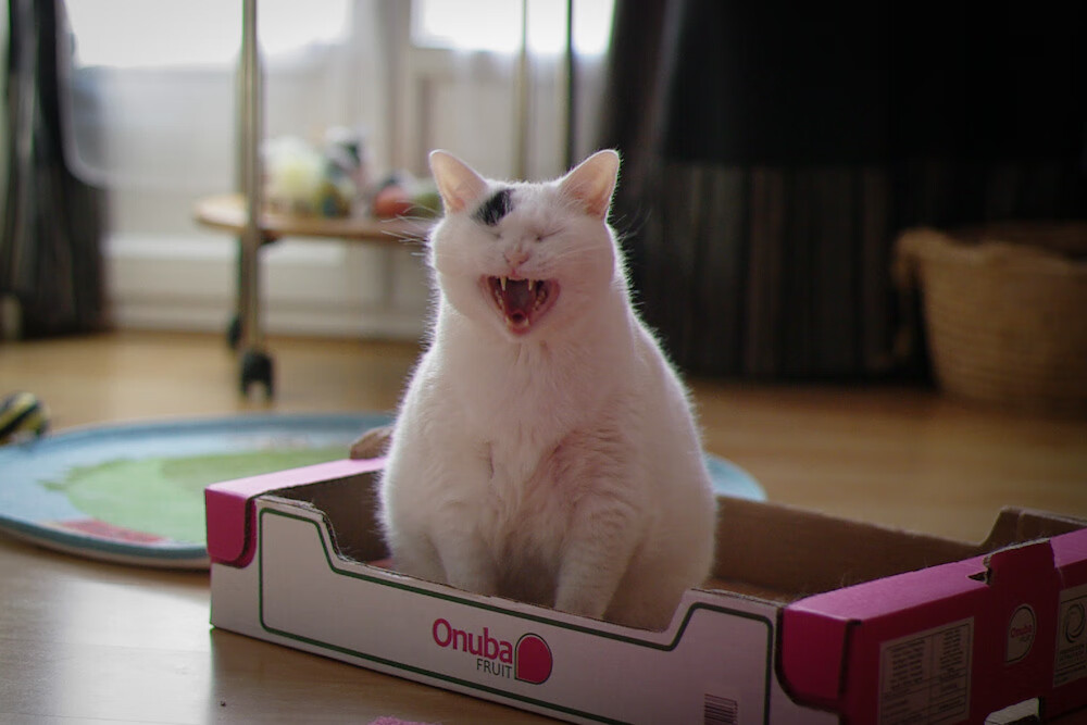 伊萨克连砍关键分拉开差距,新西兰惊天逆转澳大利亚