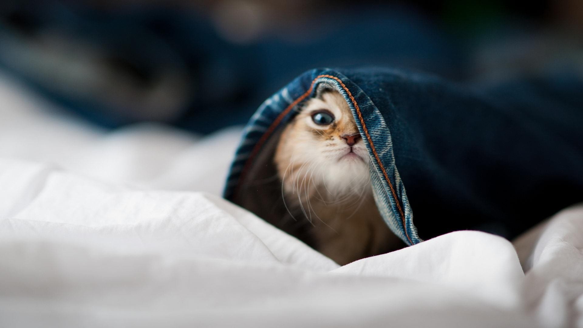 攻守易位,当霍勒迪的利刃刺向森林狼的铁壁