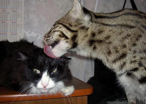 哥斯达黎加铁壁防线击退秘鲁,门神阿克表现堪称完美