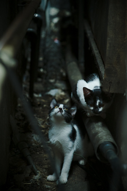 金字塔防线,从淘汰赛的埃及试炼到决赛的阿克斯芬克斯之谜