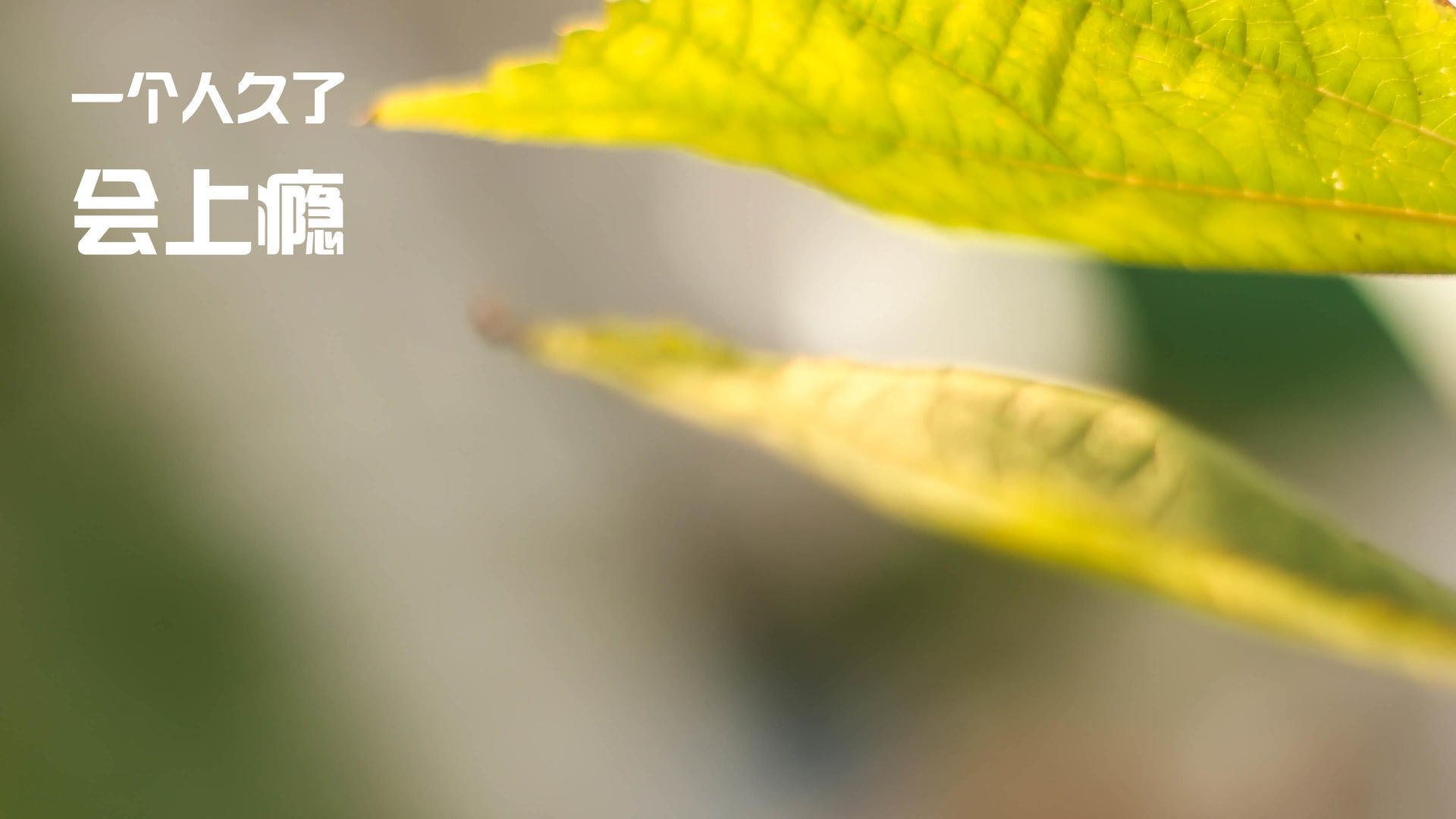 北境飓风!克瓦拉茨赫利亚一箭定江山,莱比锡红牛力克坚韧威尔士