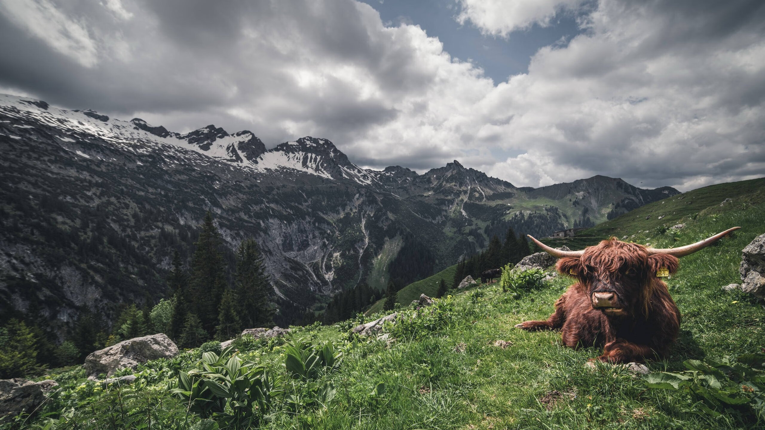 双线守护,维斯塔潘的引擎与库尔图瓦的手套,在午夜共同定义完美