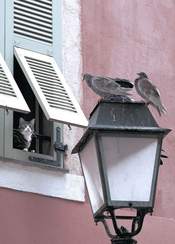 狼烟四起，魔法失灵，森林狼撕碎奇才防线，库里式持续杀伤成胜负手