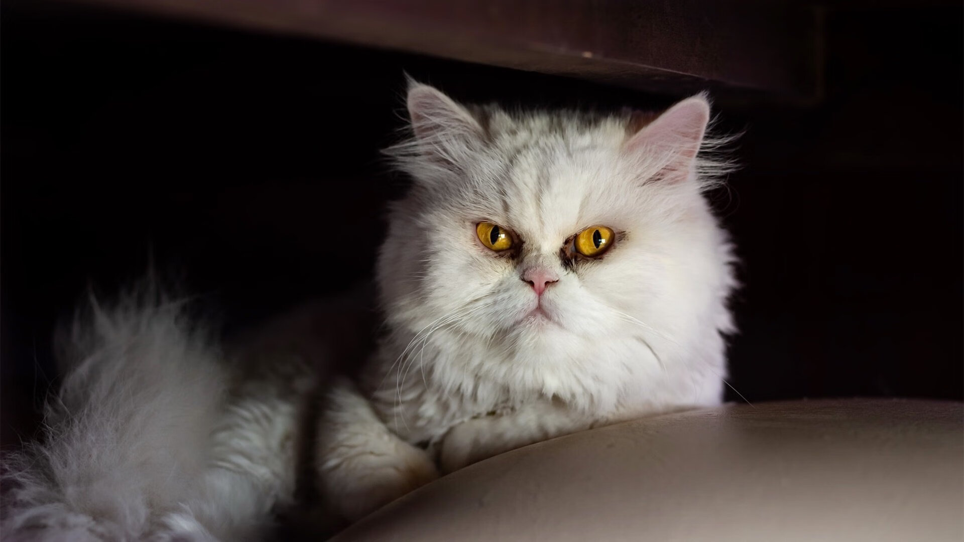 次元破壁，库里欧冠半决赛神迹降世，马刺跨次元争冠战轻取上海队