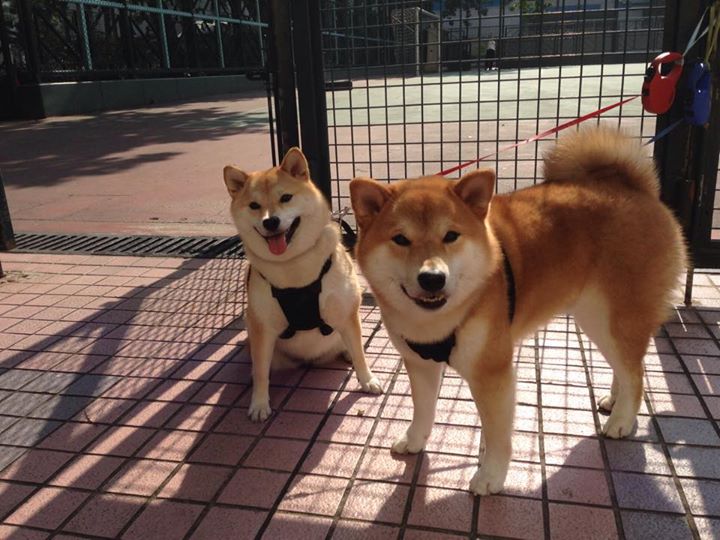 福克斯全能闪耀破敌阵,骑士碾压掘金早定乾坤