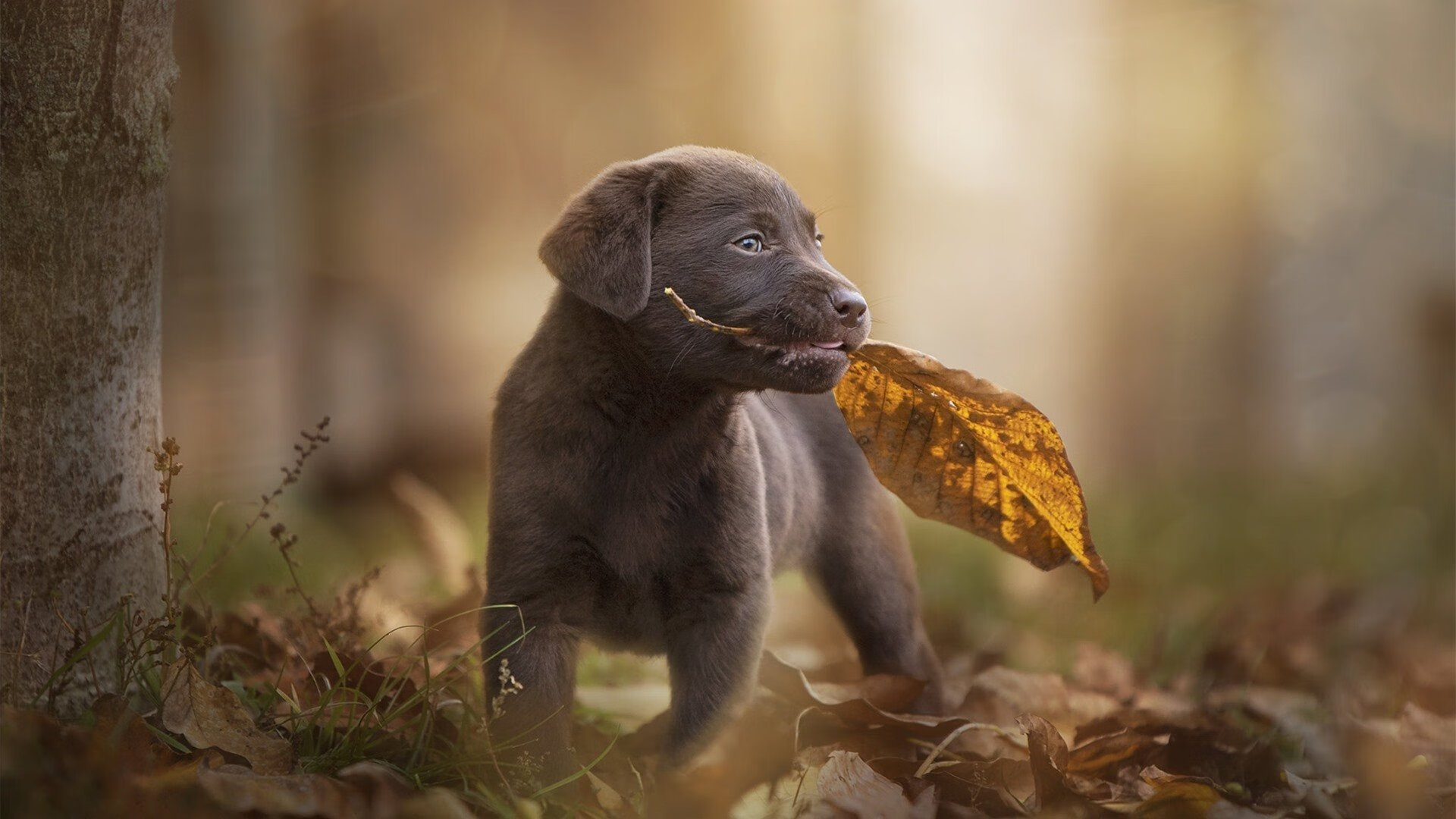 跨越太平洋的篮球火种，鹈鹕团队胜利与詹姆斯孤星闪耀的生死共鸣