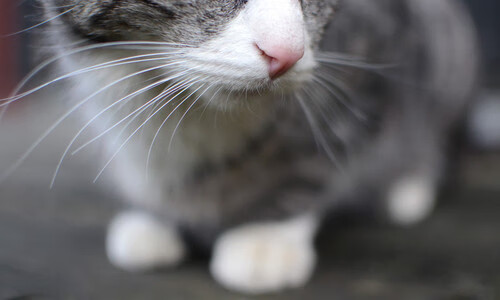 同日双赛，快船末节发力击沉篮网，塔图姆关键一击锁定绿军胜局