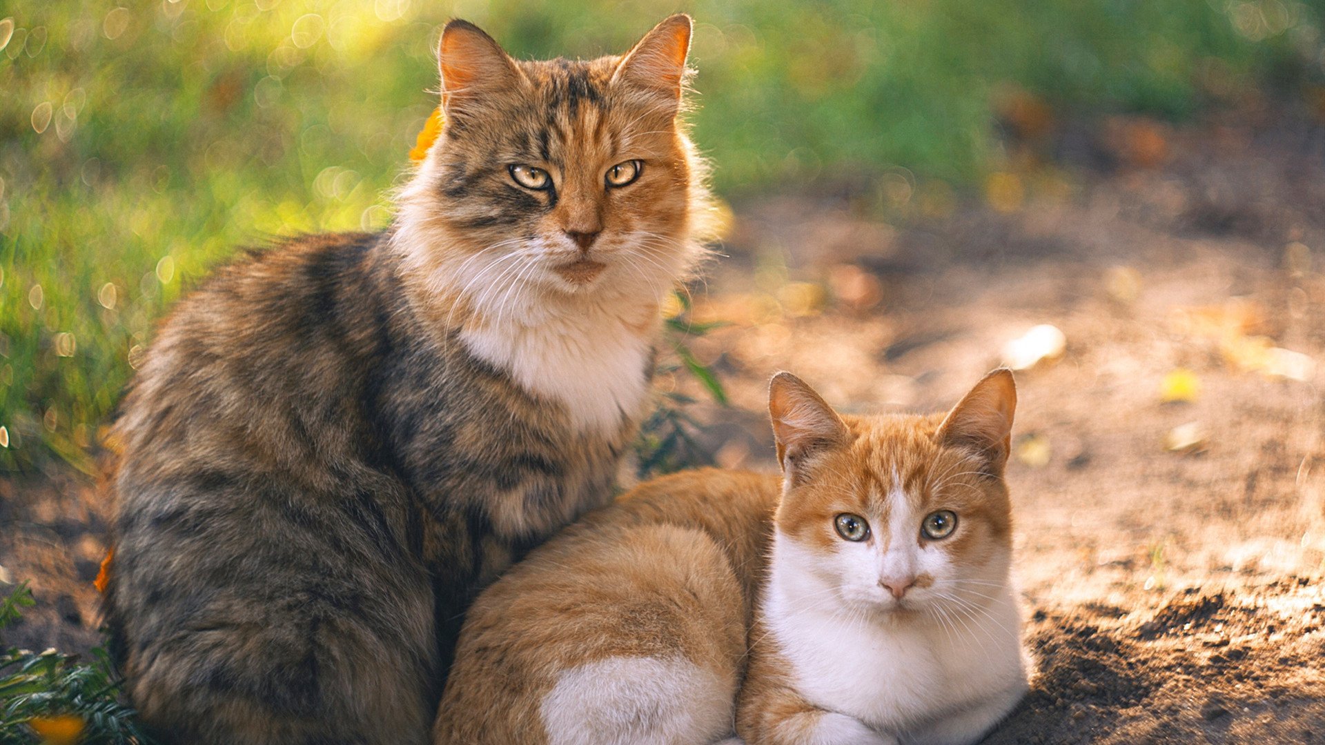 西决式生死战震撼上演，喀麦隆终结马里晋级焦点之战