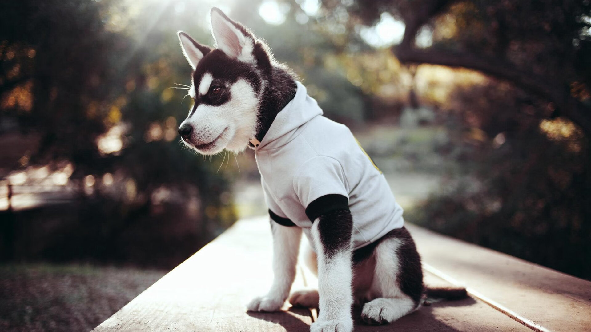 新星爆发与宿敌加时,文班亚马震撼联盟之夜,勇士鏖战终结绿军神话