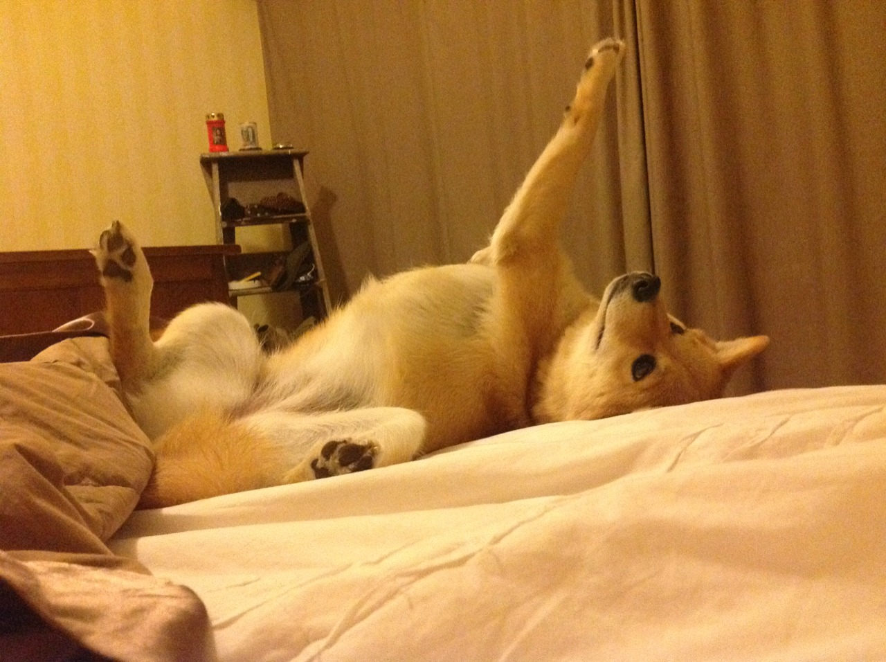 灰熊主场力克活塞，利拉德关键先生表现锁定胜局